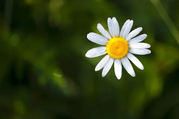 Closeup Beautiful Yellow White Marguerite Daisy Flower — Stock Photo, Image