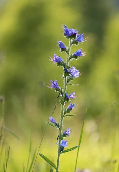 山の風景の中で美しい花がクローズアップ 緑の草を背景にクローズアップ野生のアルプスの花に焦点を当てた — ストック写真