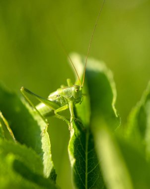 yaprakların üzerine büyük yeşil çekirge