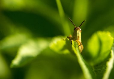 yaprakların üzerine büyük yeşil çekirge