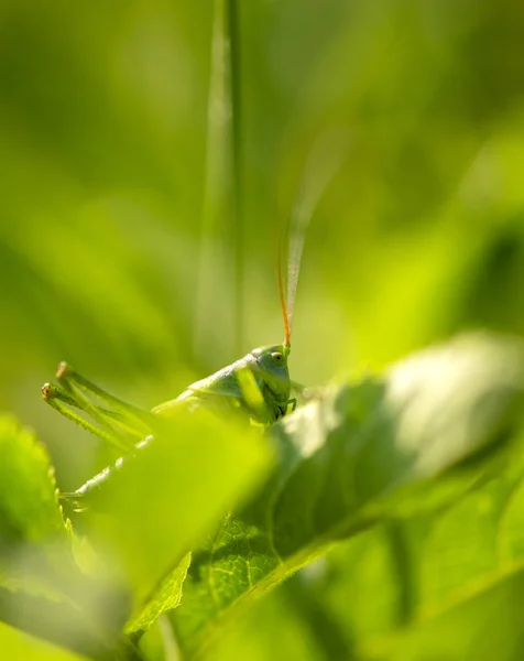 Grande Gafanhoto Verde Nas Folhas — Fotografia de Stock