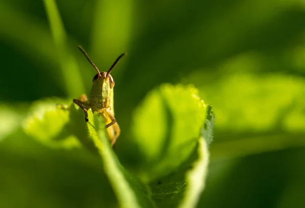 Duży Zielony Grasshopper Liście — Zdjęcie stockowe