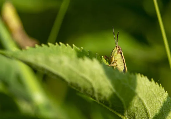 나뭇잎에 메뚜기 — 스톡 사진