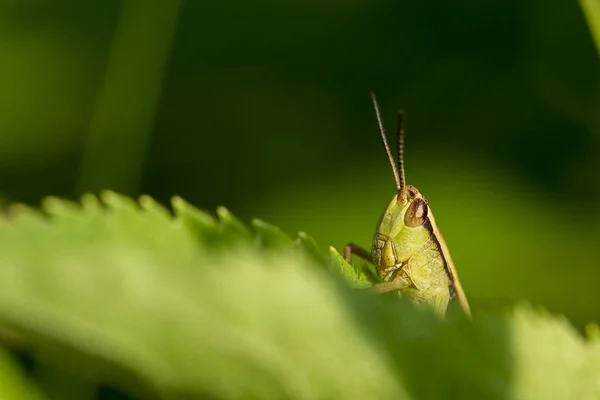 나뭇잎에 메뚜기 — 스톡 사진