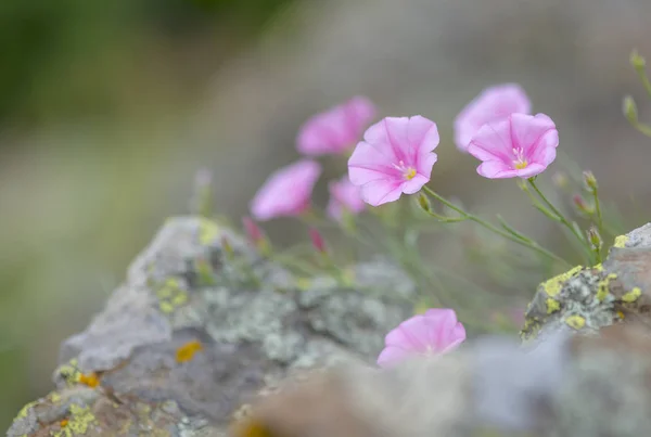 Purple Flowers Rocks Mountains — Stock Photo, Image