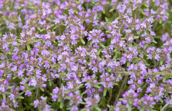 Lila Vilda Blommor Dobrogea Mountains — Stockfoto