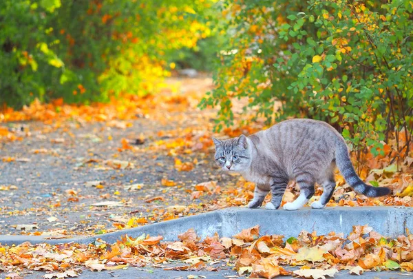 Szürke macska séta utcákon-val egy halom arany-levelek mellette — Stock Fotó