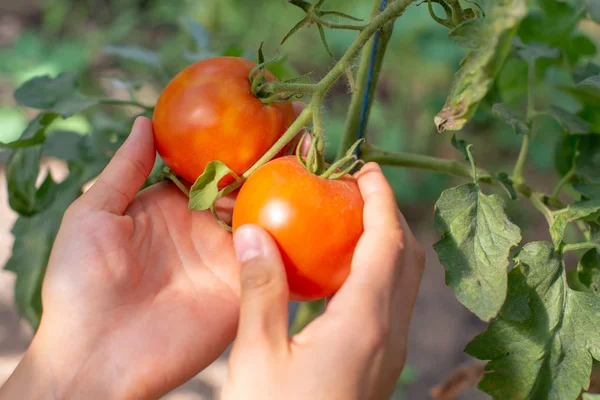 farming, gardening, agriculture, harvest and people concept - hands of senior farmer picking tomatoes at farm greenhouse