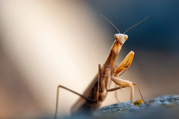 Macro Retrato Louva Europeia Mantis Religiosa — Fotografia de Stock