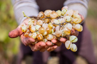 Üzüm hasat. Çiftçiler el taze hasat üzüm ile.