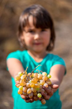 Üzüm hasadı. Küçük kız elleri taze toplanmış üzümlerle.