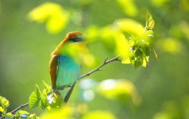 Yazın çok güzel bir arı yiyici.