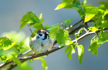 Yazın dalda güzel bir kıvılcım