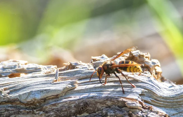 Nahaufnahme Einer Hornisse Auf Einem Holzstück — Stockfoto