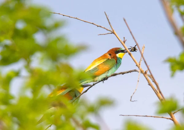 Bella Scena Naturale Con Martin Pescatore Comune Alcedo Atthis — Foto Stock