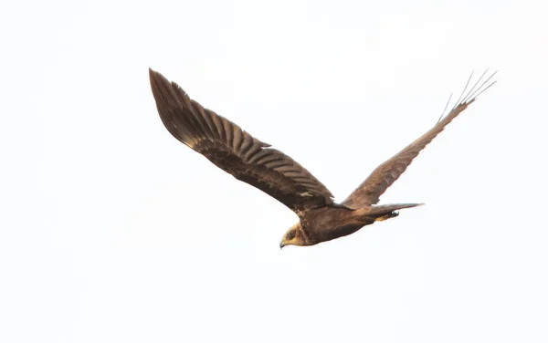 Falco Pronto Cacciare Estate — Foto Stock