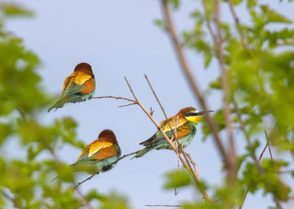 Hermosa Escena Naturaleza Con Martín Pescador Común Alcedo Atthis — Foto de Stock