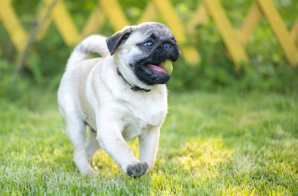 Happy Fat Pug Bermain Dengan Bola Kebun — Stok Foto