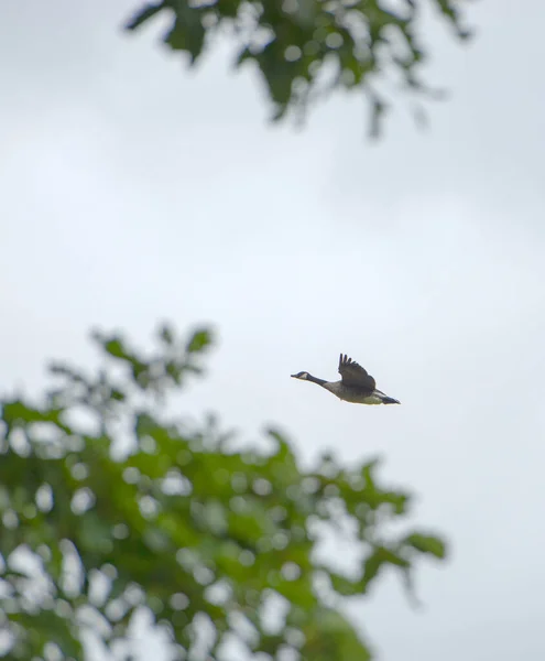 Pato Selvagem Voando Sobre Céu Azul — Fotografia de Stock