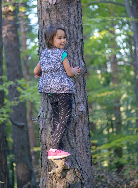 Bambina Che Arrampica Albero Nella Foresta — Foto Stock