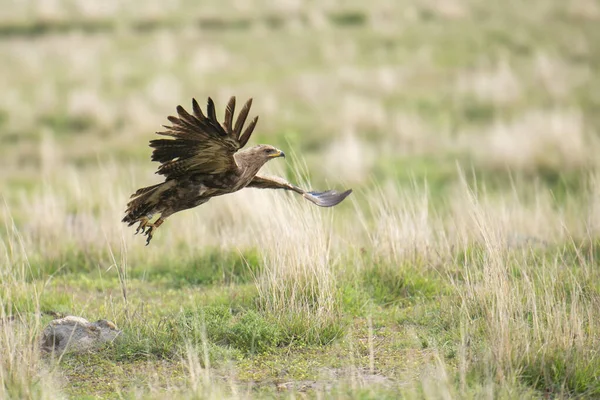 Hawk Prepared Hunt Summer Time — Stock Photo, Image