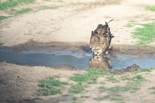 Habicht Trinkt Wasser Aus Dem Teich — Stockfoto