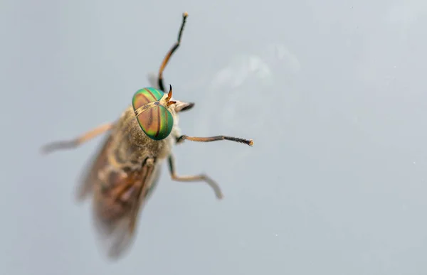 Macro Tiro Uma Mosca — Fotografia de Stock