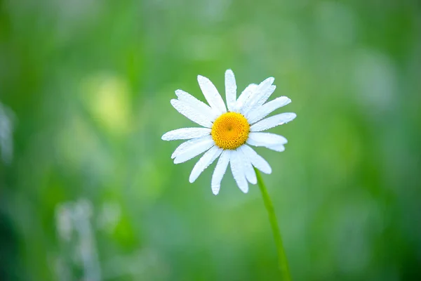 Beautiful Daisy Green Background Nature — Stock Photo, Image