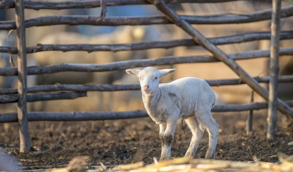 Cute and little lamb on meadow