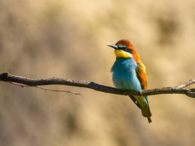 Dal üzerinde Avrupa arı yiyici (Merops apiaster)