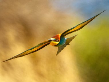 Avrupa arısı yiyici (Merops Apiaster)