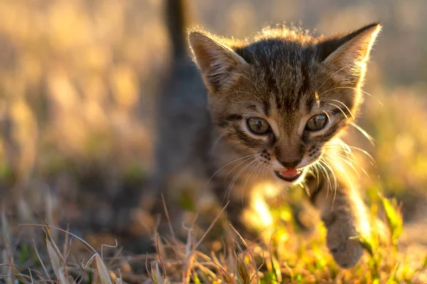 草の上で遊ぶ灰色の小さな縞模様の猫日没の背景 — ストック写真