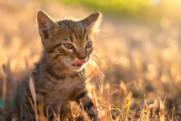 Grau Kleine Gestreifte Katze Spielt Auf Dem Gras Mit Sonnenuntergang — Stockfoto