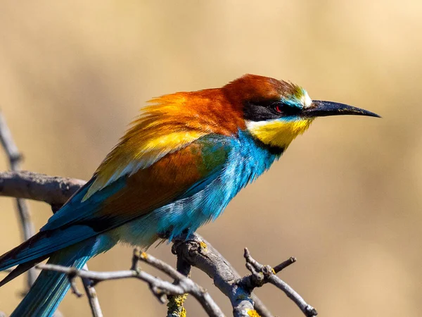 Европейский Пчелоед Merops Apiaster Ветке — стоковое фото