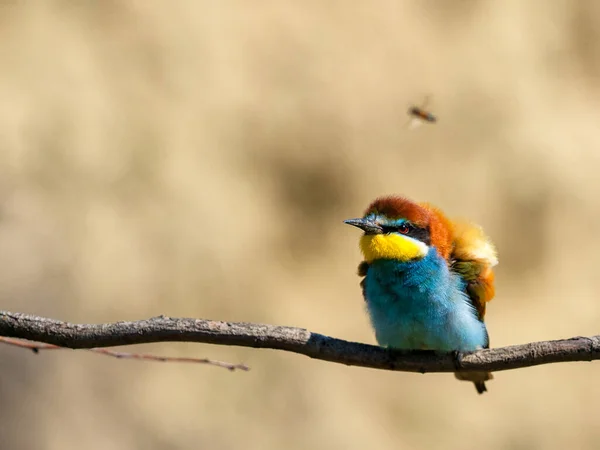 Comedor Abelhas Europeu Merops Apiaster Ramo — Fotografia de Stock