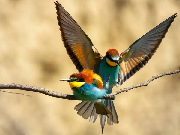 Enkele Europese Bijeneters Merops Apiaster Wisselen Een Insect Uit Als — Stockfoto