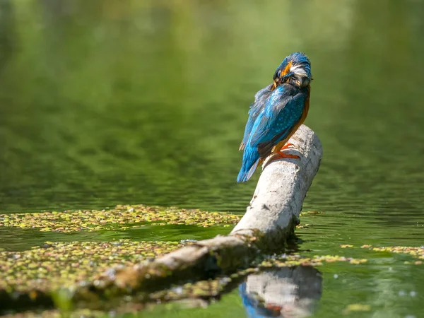 Ortak Kingfisher Alcedo Bir Çubuğun Üzerinde Oturuyor — Stok fotoğraf