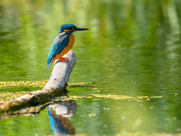 Pescador Real Común Alcedo Atthis Sentado Palo — Foto de Stock