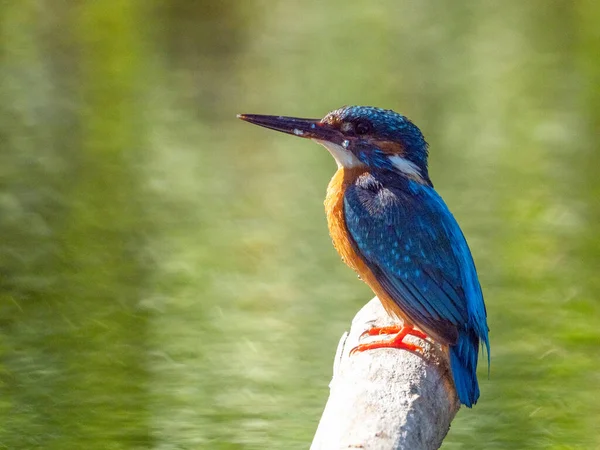 Pescador Real Común Alcedo Atthis Sentado Palo — Foto de Stock