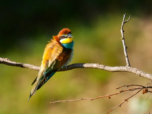 Mangeur Abeilles Européennes Merops Apiaster Sur Branche — Photo