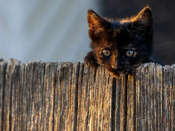 Kleine Schwarze Und Neugierige Katze Stolziert Über Den Zaun — Stockfoto