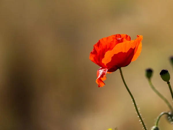 Piękny Mak Kwiat Świetle Zachodu Słońca — Zdjęcie stockowe