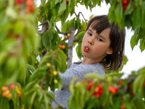 Aranyos Lány Cseresznyét Szedett Egy Fáról Egy Nyári Napon — Stock Fotó