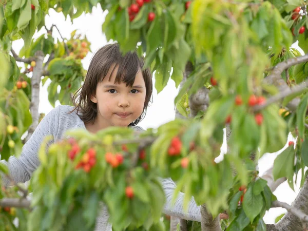 Linda Chica Recogiendo Cerezas Árbol Día Verano —  Fotos de Stock