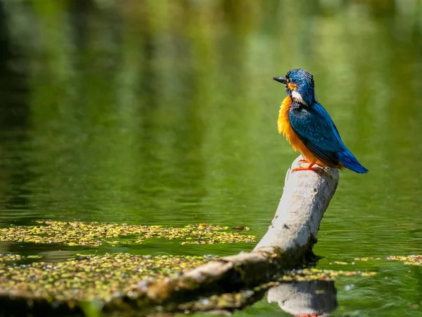 Ortak Kingfisher Alcedo Bir Çubuğun Üzerinde Oturuyor — Stok fotoğraf