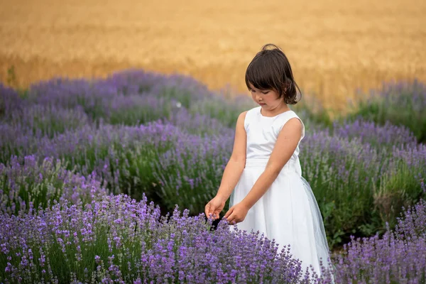 Liebenswertes Kleines Mädchen Einem Lavendelfeld — Stockfoto