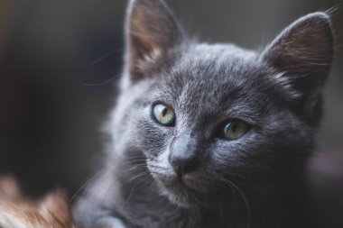 Pencerenin yanında dinlenen genç sevimli kedi..