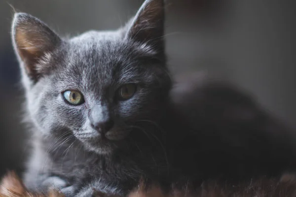 Jovem Gato Bonito Descansando Lado Janela — Fotografia de Stock