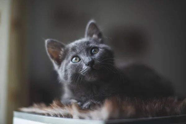 Junge Süße Katze Ruht Neben Fenster — Stockfoto