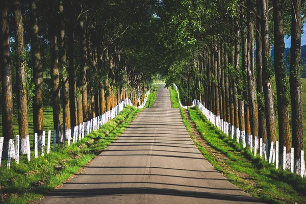 Spaziergang Frühlingswald — Stockfoto